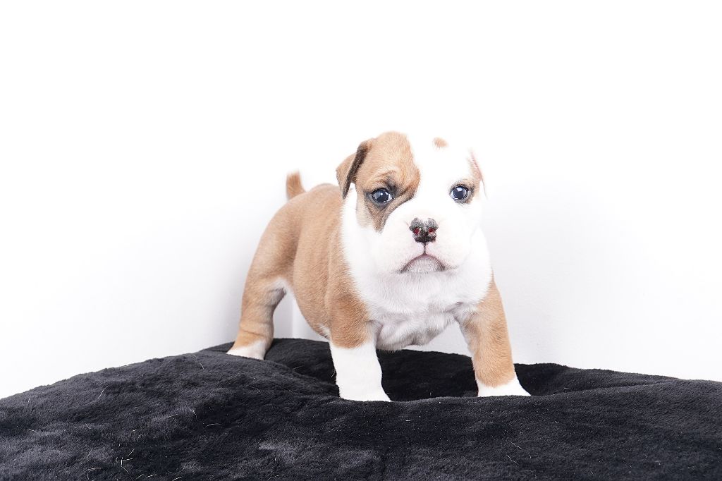 Forgiveness American Dog - Chiots disponibles - Bulldog continental