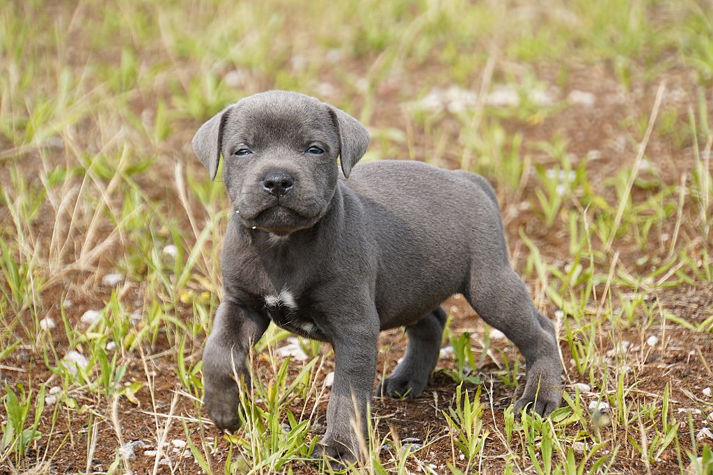 Forgiveness American Dog - Chiots disponibles - Staffordshire Bull Terrier