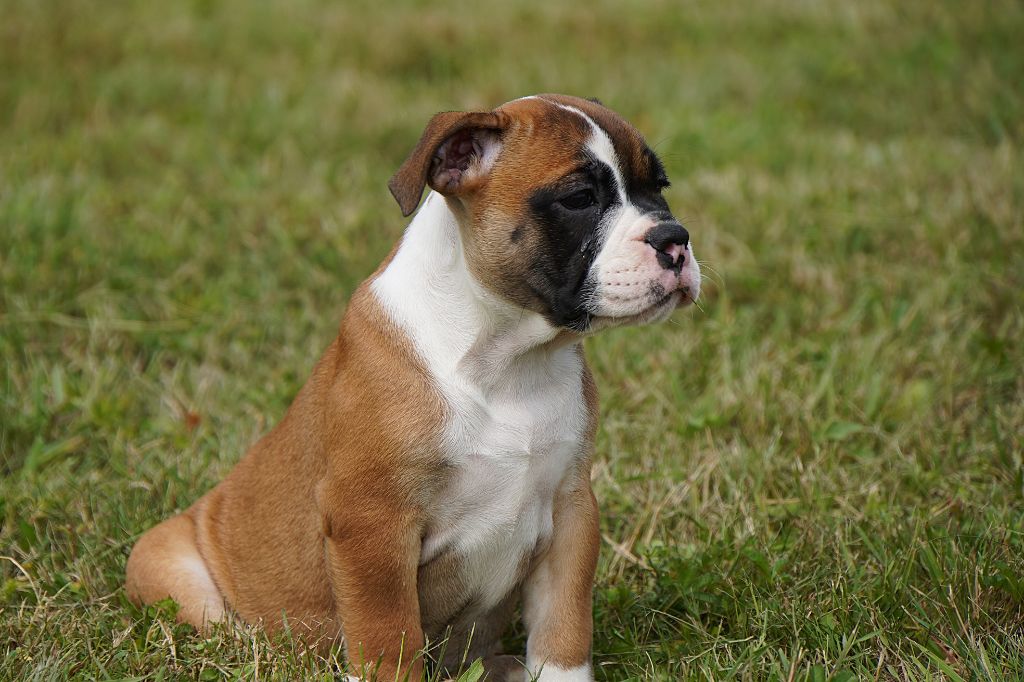 Forgiveness American Dog - Chiots disponibles - Bulldog continental