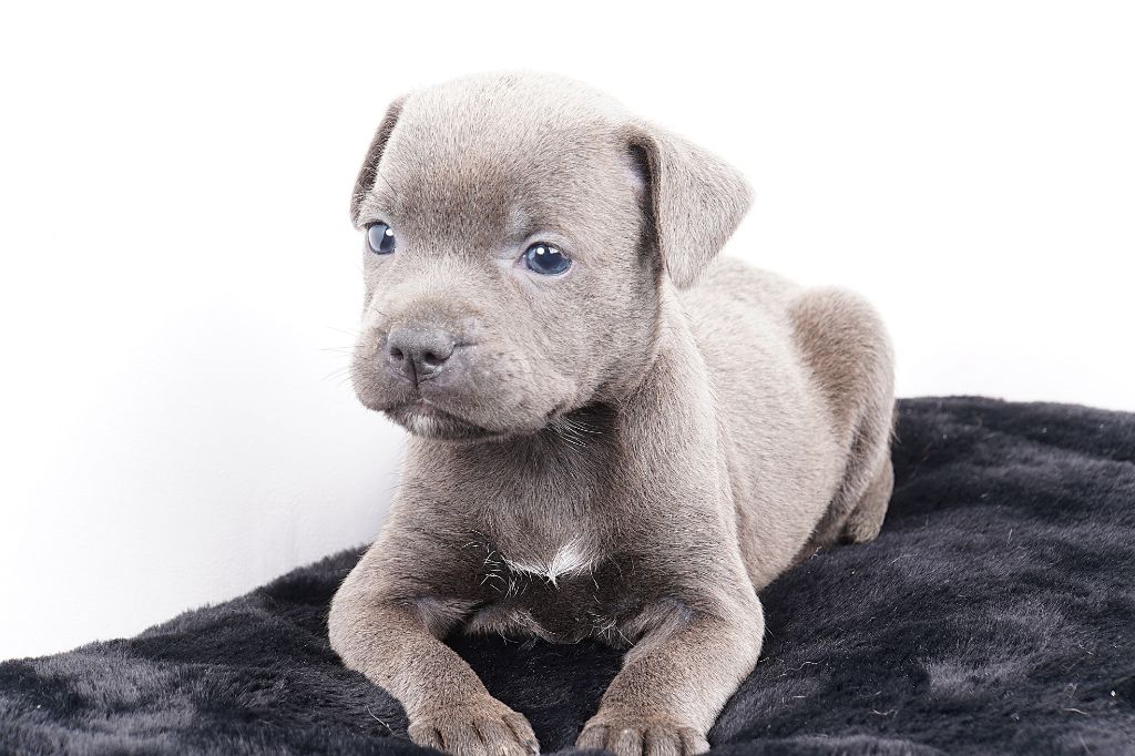 Forgiveness American Dog - Chiots disponibles - Staffordshire Bull Terrier